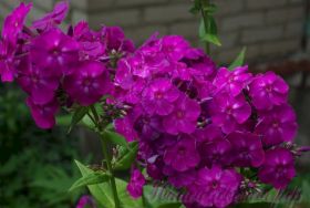 Флокс 'Виктор' / Phlox 'Viktor'