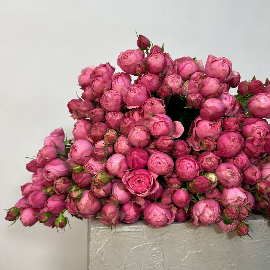 Кустовая пионовидная роза Сильва Пинк