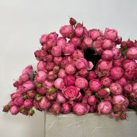 Кустовая пионовидная роза Сильва Пинк