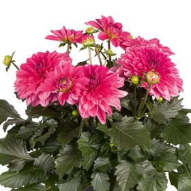 Георгин  Dalina maxi mendoza (Я)