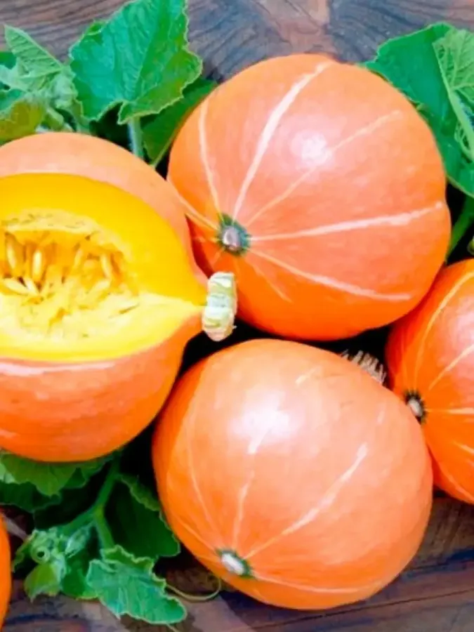 Тыква УЛЫБКА (1998 г.)