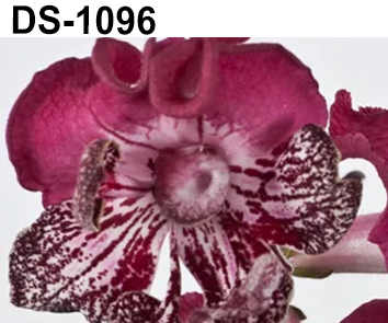 DS-1096 (Диметрис)  НОВИНКА КАТАЛОГА