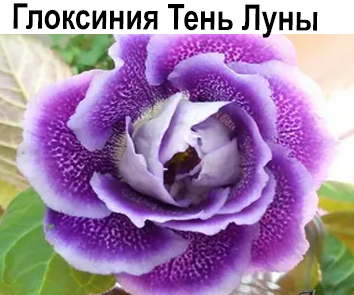 Глоксиния Тень Луны