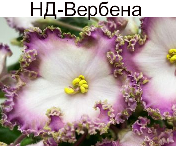 НД-Вербена