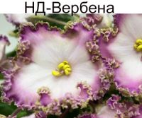 НД-Вербена
