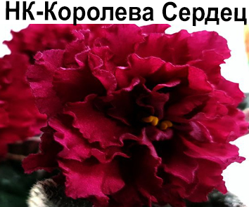 НК-Королева Сердец (Козак)  НОВИНКА
