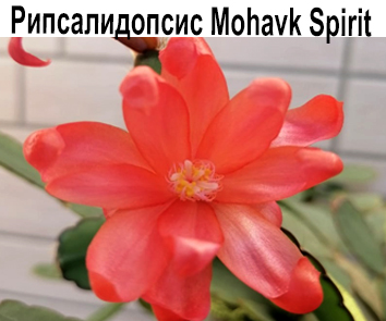 Рипсалидопсис Mohavk Spirit