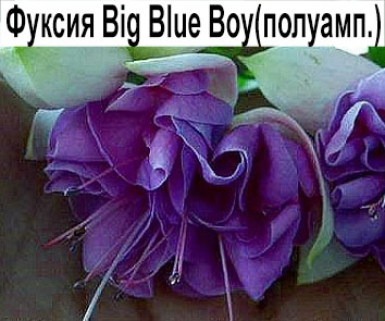 Фуксия Big Blue Boy полуампель