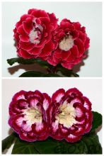 ЕН-Яхонтовое Сердце/ЕН-Гламурная Сердцеедка