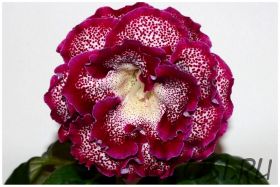 ЕН-Элизе Монмартр