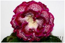 ЕН-Элизе Монмартр