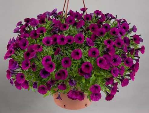 Петуния Литтлтуния Шираз (Littletunia Shiraz)