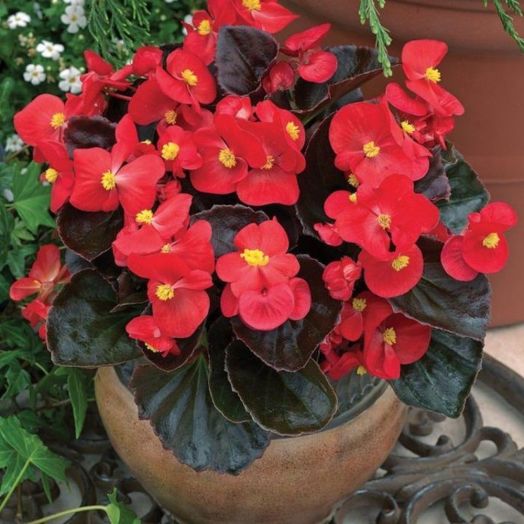 Бегония вечноцветущая (Begonia semperflorens) Bada Boom Scarlet, 250 драже