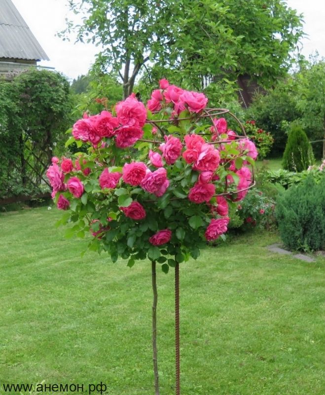 Роза "Морден Руби" на штамбе