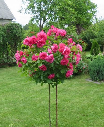 Роза "Морден Руби" на штамбе