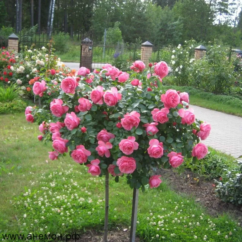 Роза "Боскобель" на штамбе