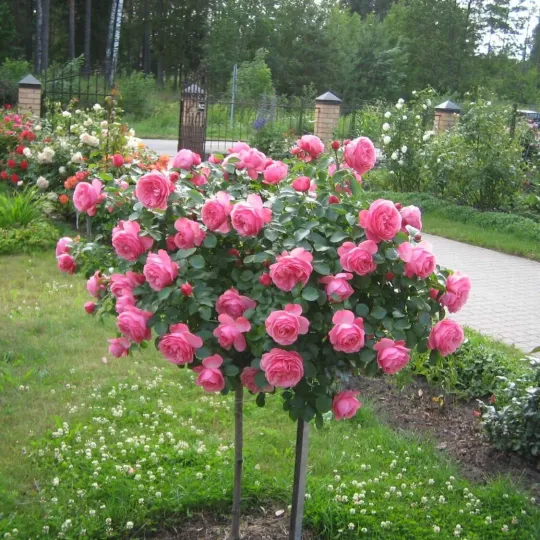 Роза "Боскобель" на штамбе