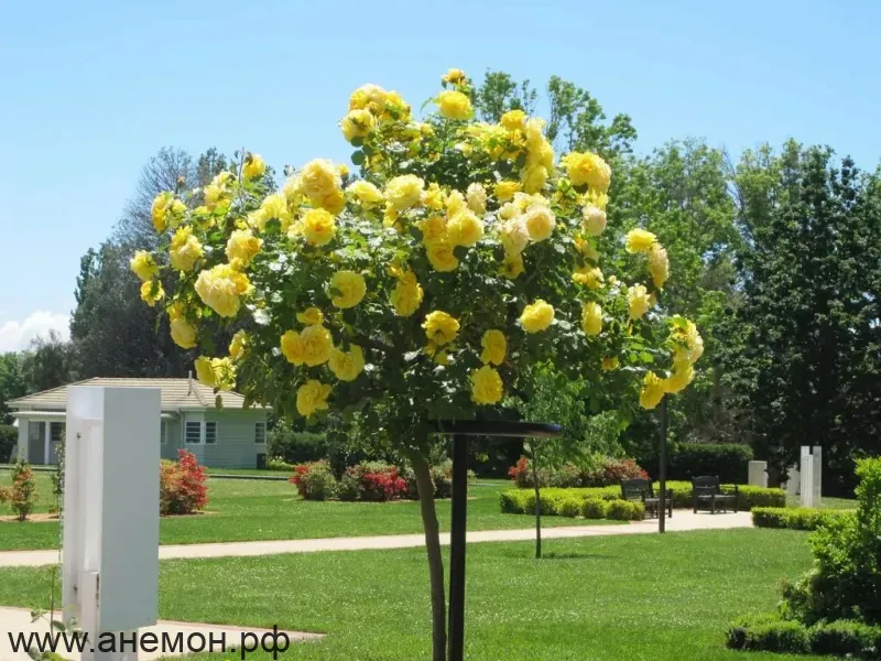 Роза "Санспрайт" на штамбе