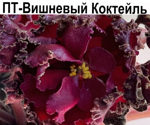 ПТ-Вишнёвый Коктейль (Пугачева)