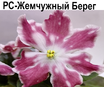 РС-Жемчужный Берег (Репкина)  НОВИНКА КАТАЛОГА