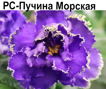 РС-Пучина Морская (Репкина)  НОВИНКА КАТАЛОГА