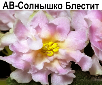 АВ-Солнышко Блестит