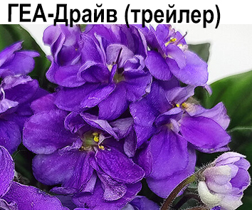 ГЕА-Драйв (Галицкая)  НОВИНКА КАТАЛОГА