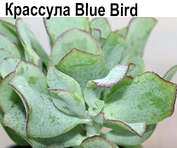 Крассула Blue Bird (кудрявая)  НОВИНКА КАТАЛОГА
