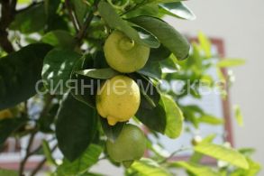 Цитрус Лимон Павловский (комнатное растение), 1 шт., (Поиск)