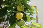 Citrus-Pavlovskij-komnatnoe-rastenie-1-sht-Poisk