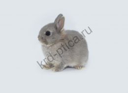 Кролик нидерландский карлик (cuniculus netherlander)