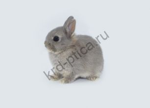 Кролик нидерландский карлик (cuniculus netherlander)