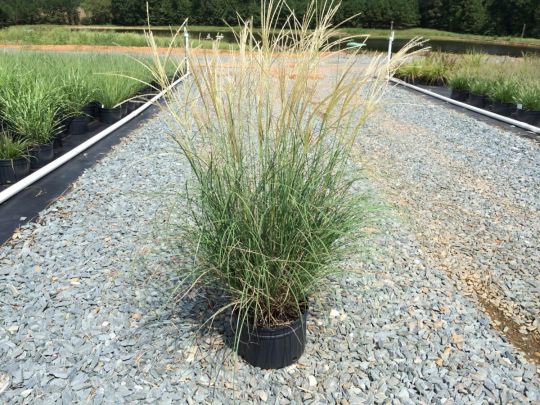 Мискантус "Адажио"