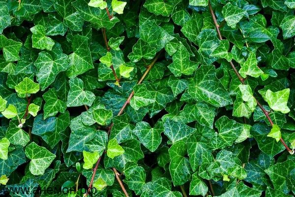 Плющ вечнозеленый