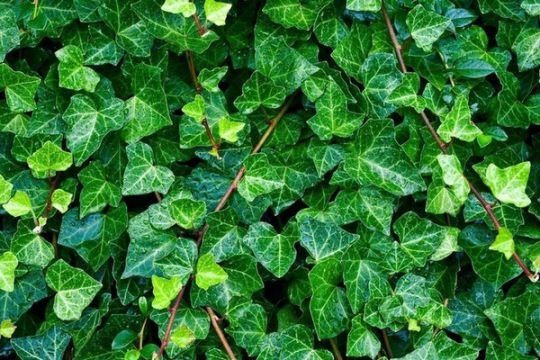 Плющ вечнозеленый