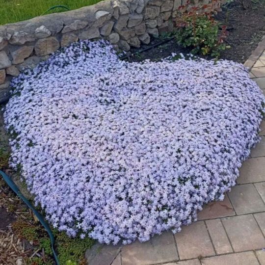 Флокс шиловидный (голубой)