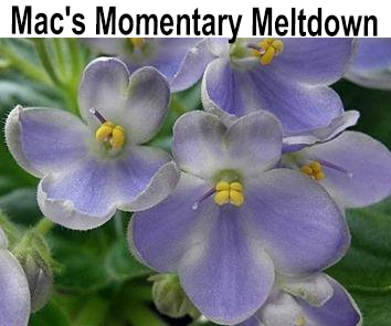 Mac's Momentary Meltdown (G.McDonald).