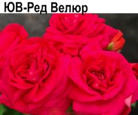 ЮВ-Ред Велюр