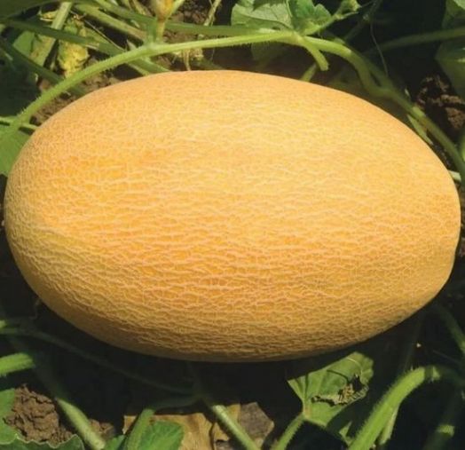 Дыня Мазиан F1, 10шт семян