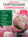 Гортензия метельчатая Строббери Блоссом, Р9