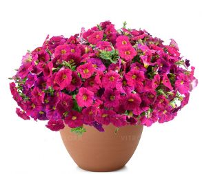 Петуния CASCADIAS Romancero