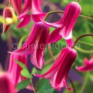 Klematis-Princess-Diana-Princessa-Diana-P9-POSPeLLA