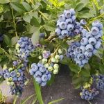 Golubika-Reka-Reka-P9-POSPeLLA-1-sht