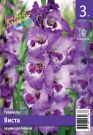 Gladiolus-Vista-Vista-10-12-3-sht-Kolorlajn