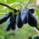 Жимолость съедобная российские сорта