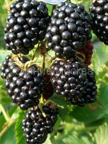 Ежевика Loch Tay (Лох Тей) (P9) (ПОСПЕЛЛА) 1 шт