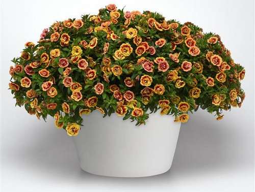 Калибрахоа MimiFamous Neo Double Orange Tastic