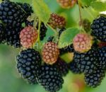 Ежевика Cacanska Bestrna (Чачанска Бестрна) (P9) (ПОСПЕЛЛА) 1 шт