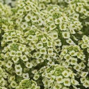 Алисcум  Stream Shampagne