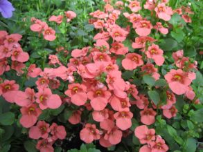 Диасция  Darla Deep Salmon